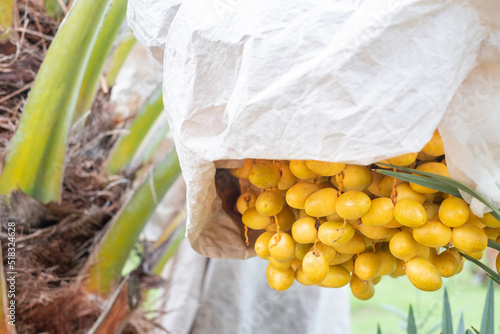 Barhi Dates palm yellow fruits in the bag on the clusters in organic fruit garden for harvesting, Barhi Dates palm tree garden and healthy food concept, group of Barhi Dates palm , macro photo