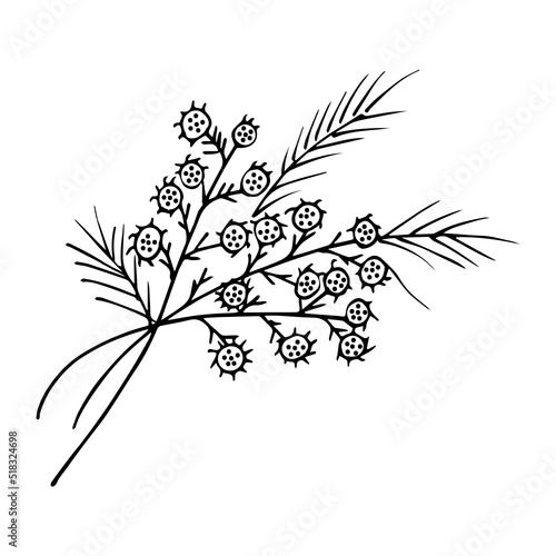 mimosa Illustration on a white background
