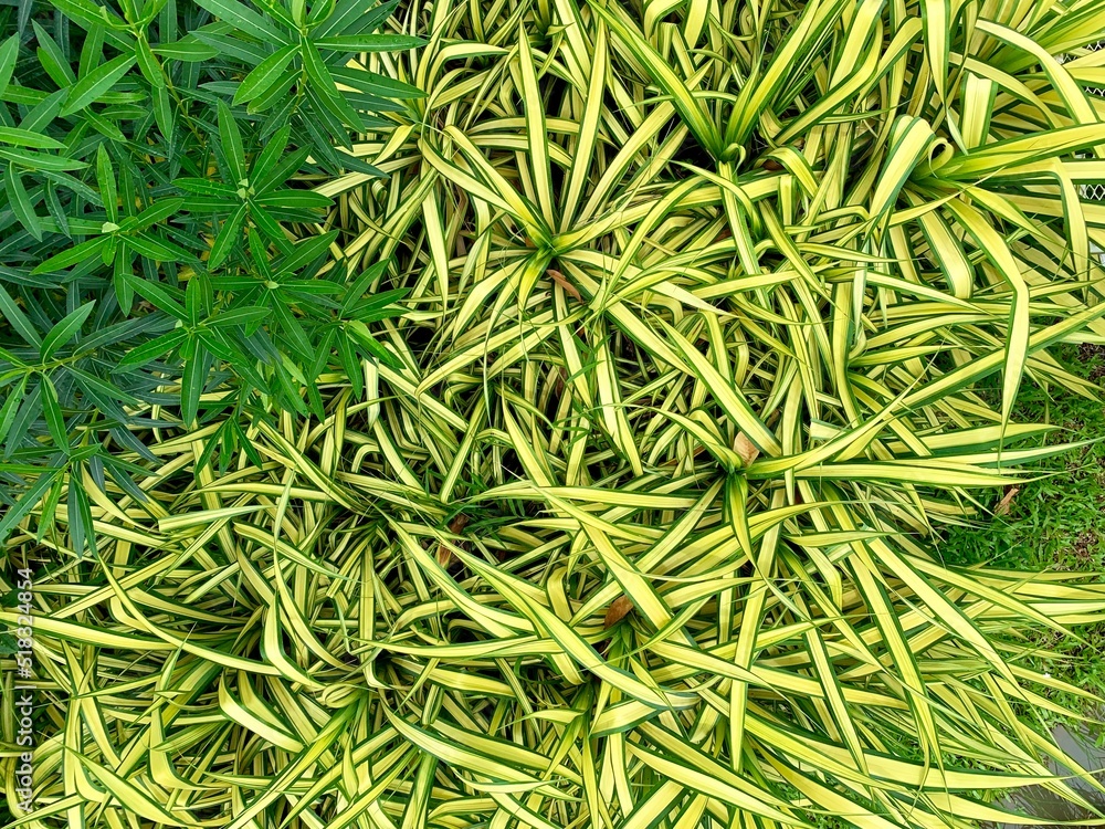 Growing Spider Plant for your summer background. Growing Spider Plant for your summer background.