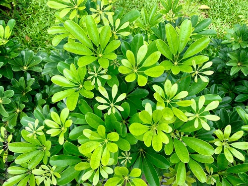 Growing green Umbrella Plant in summer for your nature background.