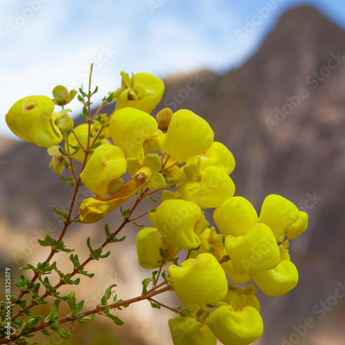 Yellow Slipper (Calceolaria) flowers on the mountains background, Andes, Ollataytambo, Peru photo