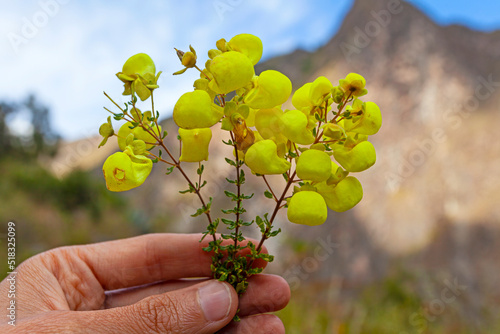 Yellow Slipper (Calceolaria) flowers on the mountains background, Andes, Ollataytambo, Peru photo