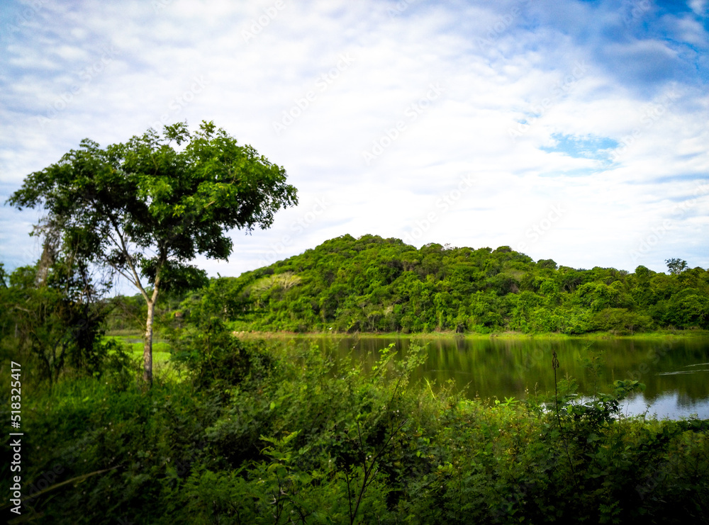 Obraz premium tree on the lake