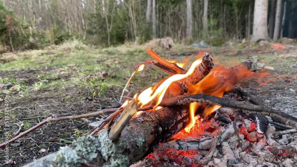campfire on a summer evening in the forest campfire on a summer evening in the forest