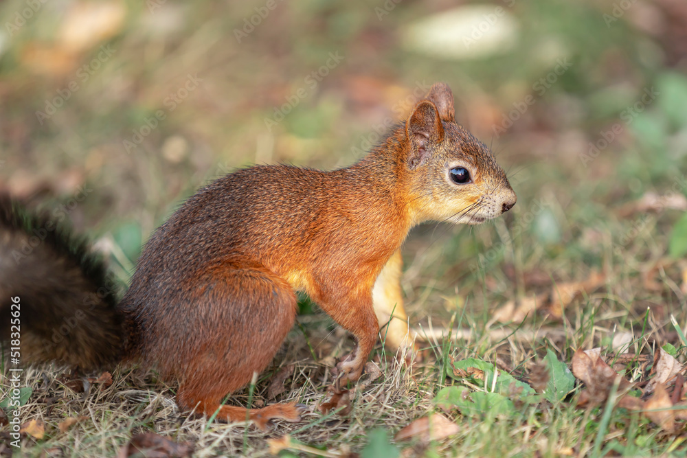 Eurasian red squirrel on a summer sunny day in the forest.