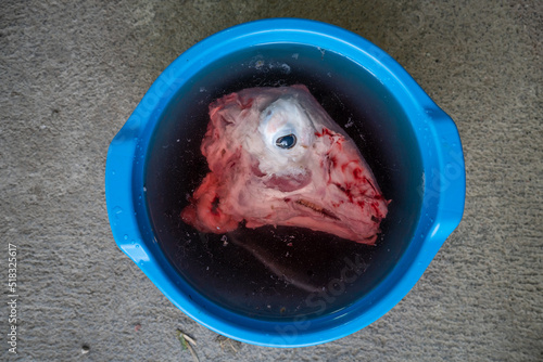 top view slaughtered bloody lamb head skinned in bucket of water top view