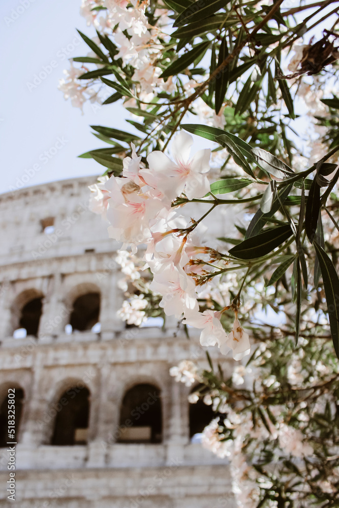 Obraz premium Coliseo en flor