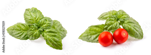 Two versions of basil sprigs with cherry tomatoes on a white isolated background. Template for the design.