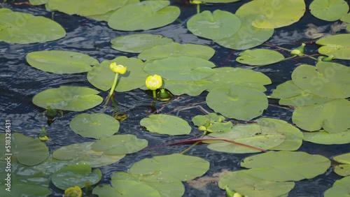 Yellow water lilies float on the river surface. Distorted reflections on the dark water. photo