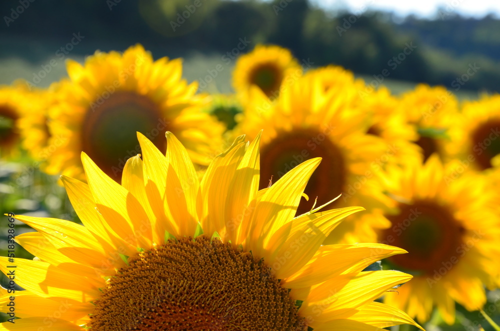 Obraz premium Sunflowers closeup, blurred background