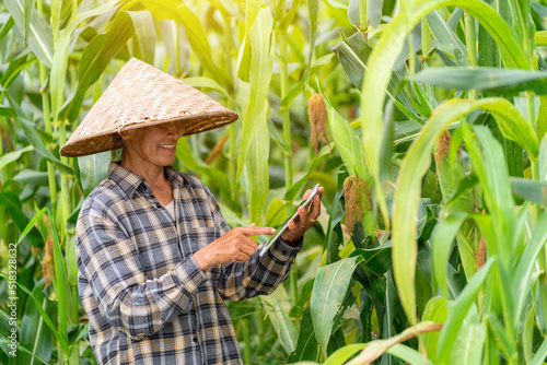 Asian farmer using technology of tablet inspecting corn in field. Agriculture. © tong2530