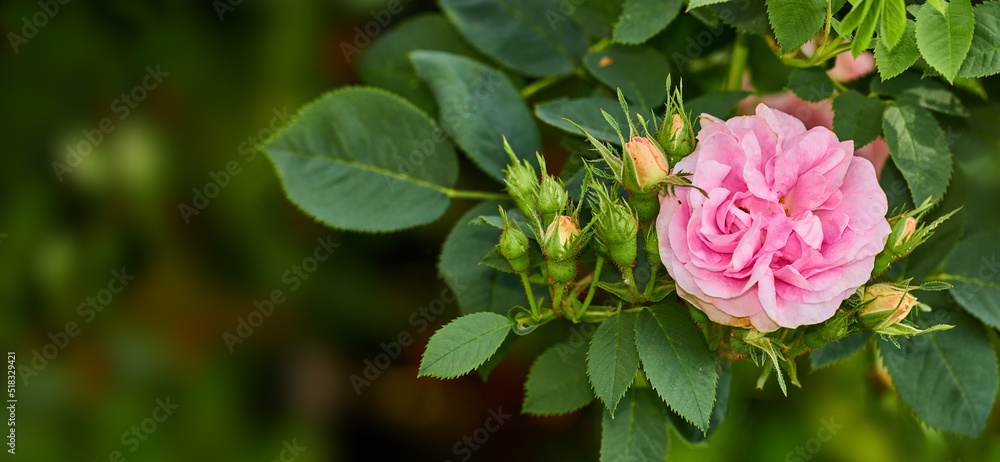 Blooming pink dog rose and buds on a tree in a garden. Closeup of a pretty rosa canina flower growing between green leaves in nature. Closeup of petals blossoming and thriving on floral plant Blooming pink dog rose and buds on a tree in a garden. Closeup of a pretty rosa canina flower growing between green leaves in nature. Closeup of petals blossoming and thriving on floral plant