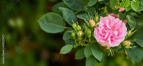 Wallpaper Mural Blooming pink dog rose and buds on a tree in a garden. Closeup of a pretty rosa canina flower growing between green leaves in nature. Closeup of petals blossoming and thriving on floral plant Torontodigital.ca