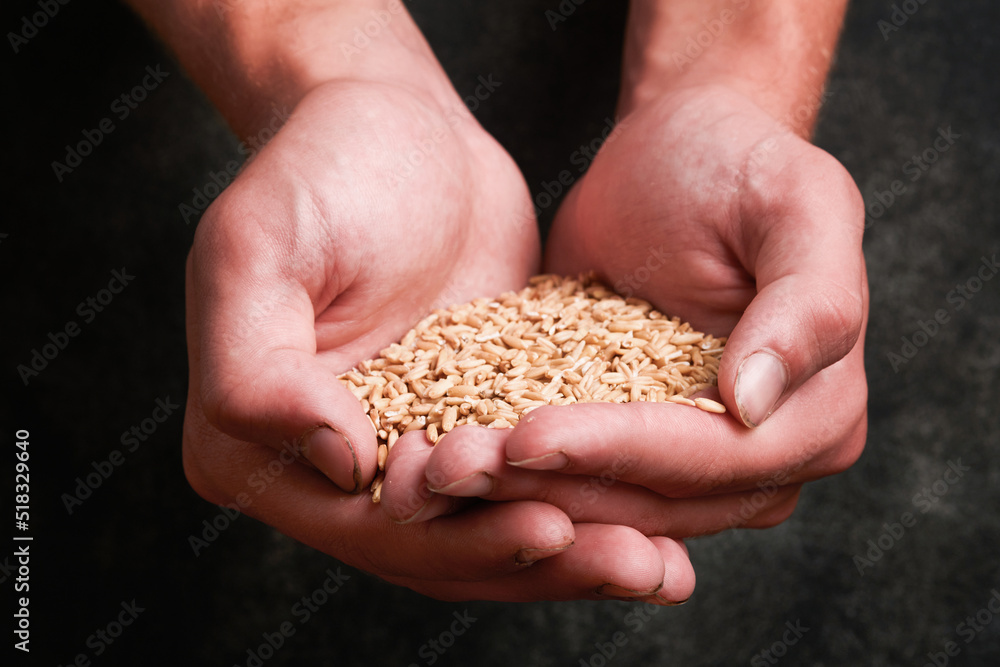 Wheat grain in old plate in hands of male farmer on grunge dark gray old background. Problems with the supply of wheat and flour, global food supply and hunger world crisis concept. Mock up. Wheat grain in old plate in hands of male farmer on grunge dark gray old background. Problems with the supply of wheat and flour, global food supply and hunger world crisis concept. Mock up.