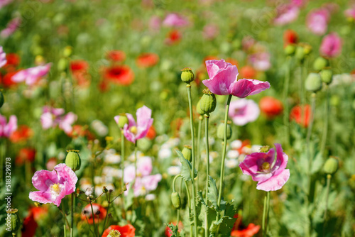Panorama of a field of rose corn poppy. Beautiful landscape view on summer meadow. Germany. © Irina Schmidt
