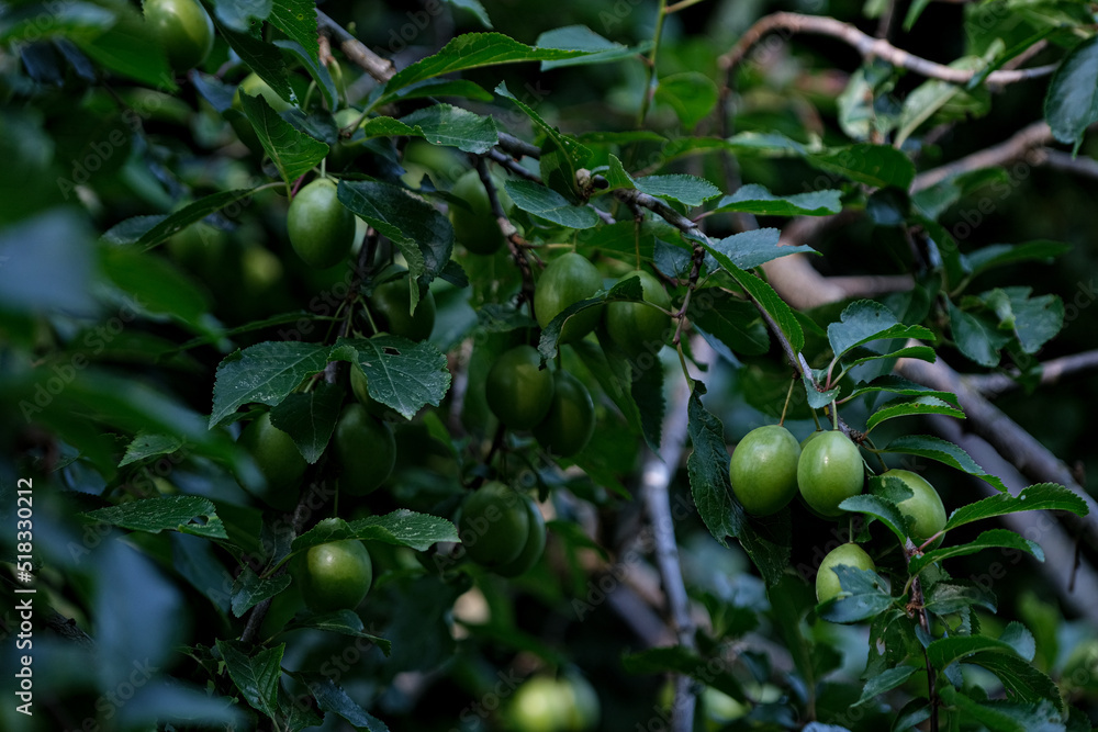 Green unripe plum on a tree branch in the garden in summer. Growing plants