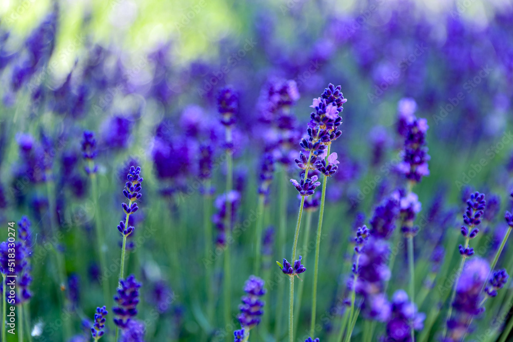 Fototapeta premium Sunny violet lavender flower field with selective focus. Aromatherapy concept. Floral background