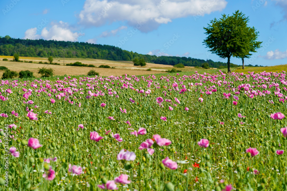 Panorama of a field of rose corn poppy. Beautiful landscape view on summer meadow. Germany.