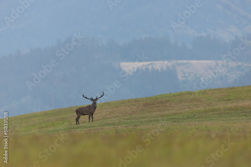 Red deer, cervus elaphus, looking to the camera on hills in autumn. Majestic stag standing on grassland in fall with copy space. Male mammal watching on field. © WildMedia