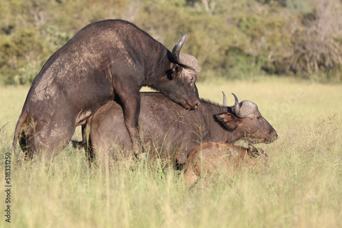 Kaffernbüffel / African buffalo / Syncerus caffer photo