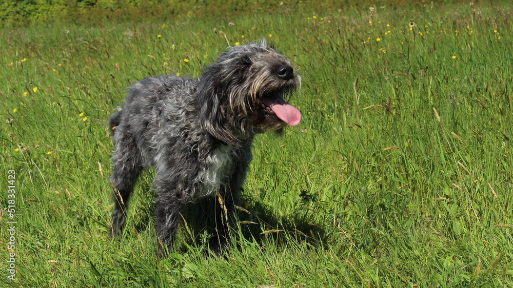 Happy dog frolicking in green meadow in summer with pink tongue hanging out. Concept for healthy active lifestyle