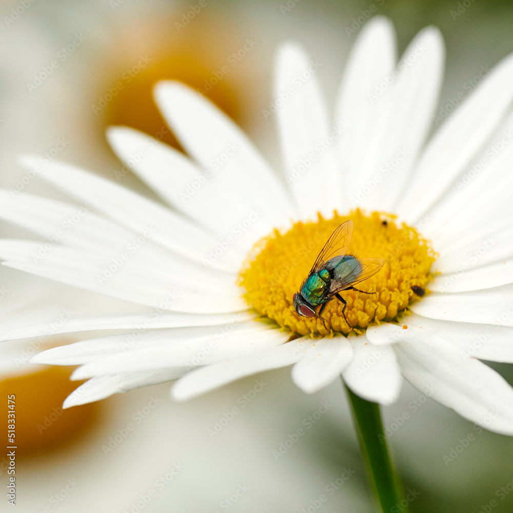 Fly pollinating a white daisy flower outdoors, common green bottle bug. Closeup of blowfly feeding off nectar from the yellow pistil on a marguerite plant. Macro of a wildlife in harmony with nature Fly pollinating a white daisy flower outdoors, common green bottle bug. Closeup of blowfly feeding off nectar from the yellow pistil on a marguerite plant. Macro of a wildlife in harmony with nature