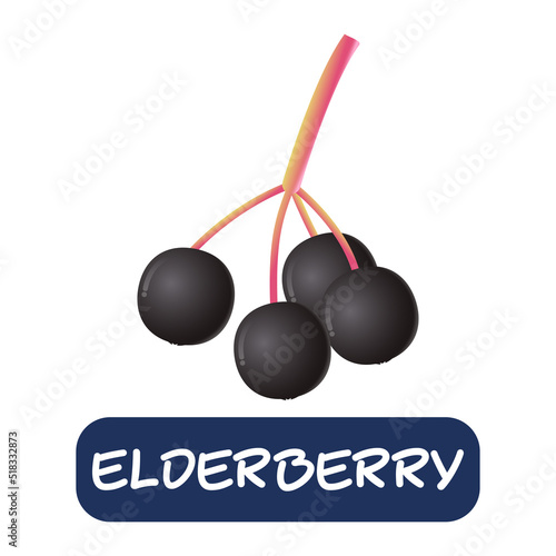 cartoon elderberry fruit vector isolated on white background