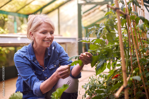 Mature Woman Growing Tomatoes In Greenhouse At Home photo