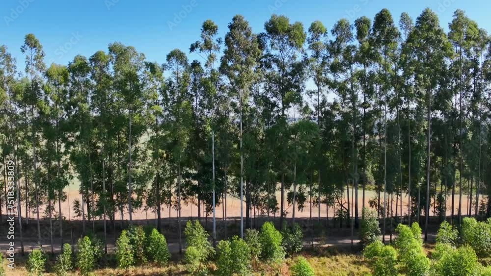 Reforestation eucalyptus trees field at rural landscape. Nature preservation. Farming scenery. Rural scenery. Top view of eucalyptus forest trees scenery. Environment outdoor. Rural landscape. Reforestation eucalyptus trees field at rural landscape. Nature preservation. Farming scenery. Rural scenery. Top view of eucalyptus forest trees scenery. Environment outdoor. Rural landscape.
