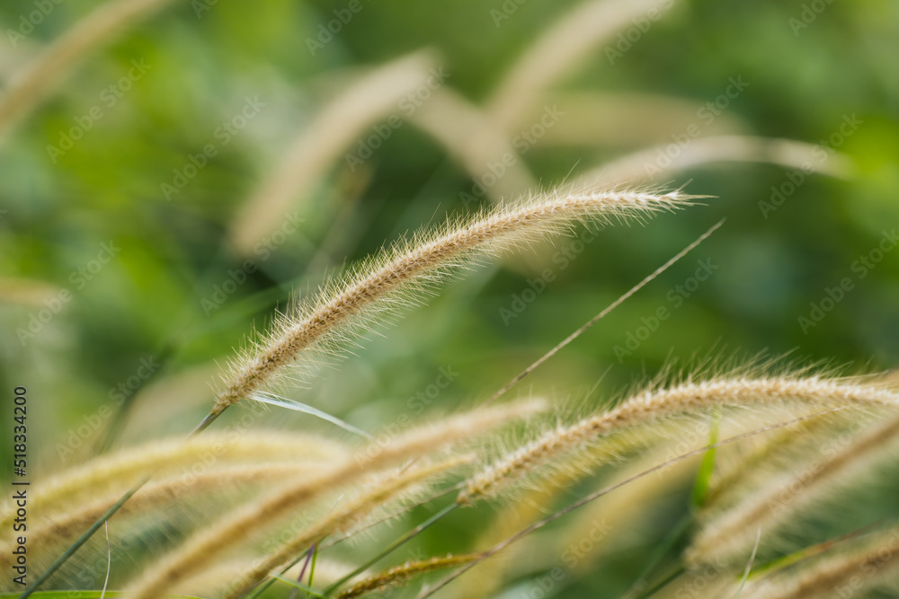 Close up of the dry sedge grass flutters in the wind
