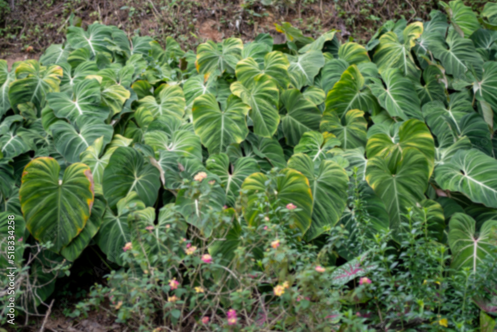 Defocus of a lots of wild Philodendron Gloriosum in the jungle. Defocus of a lots of wild Philodendron Gloriosum in the jungle.