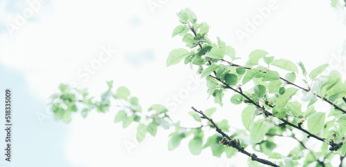 Lush green leaf, purity nature background. Green leaves on elm tree. Nature spring and summer banner. Plants against the blue sky concept. Trees branch isolated on white background