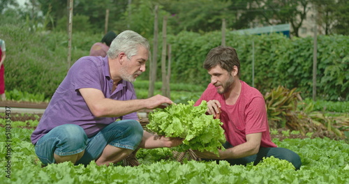 Wallpaper Mural Father and adult son cultivating food at small organic farm. People growing lettuces. Family growing food showing green veggies Torontodigital.ca