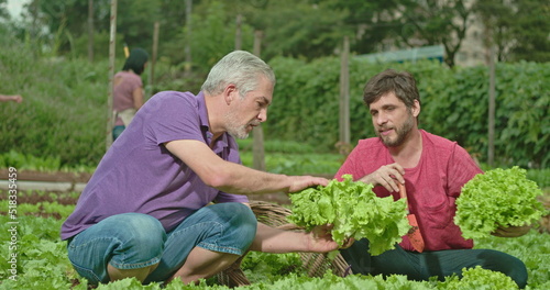 Wallpaper Mural Father and adult son cultivating food at small organic farm. People growing lettuces. Family growing food showing green veggies Torontodigital.ca