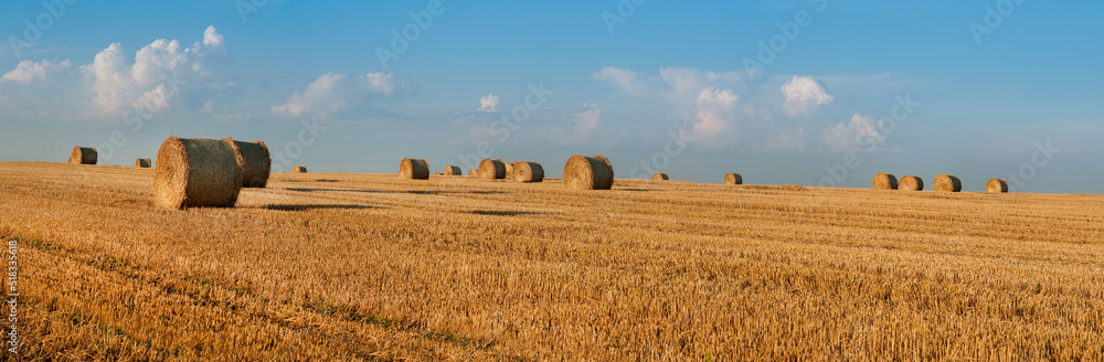 straw in rolls on harvested wheat field against beautiful sky