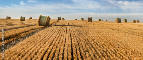 stubble after the wheat harvested in the field, bales of straw in rolls, on t...