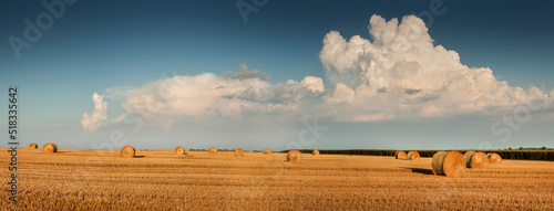 stubble of harvested wheat in the field with bales of straw in rolls on the a...