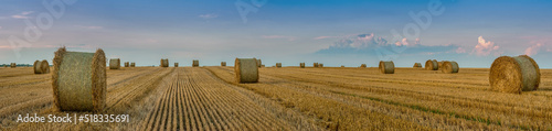 big panoramic view of harvested wheat field, bales of straw in rolls, against...