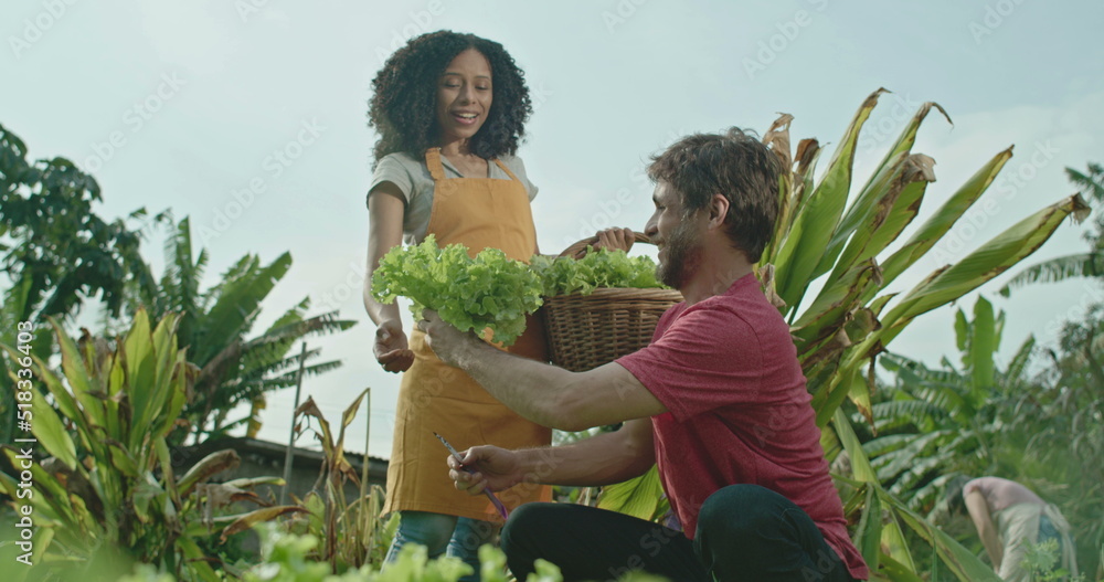 Obraz premium People at small organic urban community farm. Young man cutting lettuce and giving it friend holding basket. Person plucking vegetable from soil