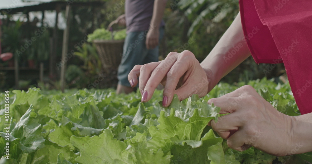 Closeup of female hands touching fresh lettuces at small community farm. Woman picking green vegetable outdoors