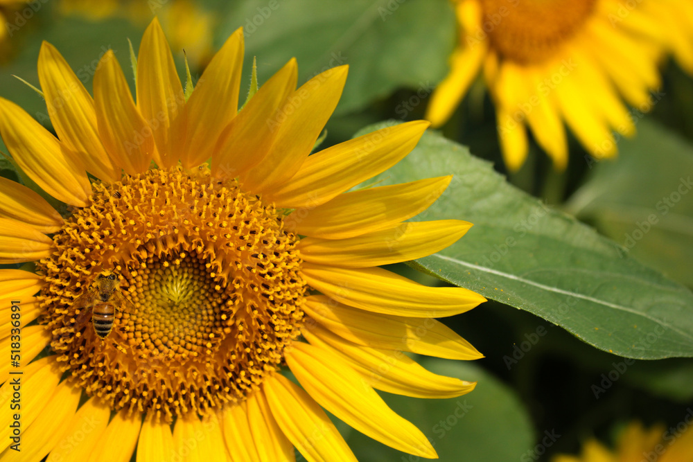 Fototapeta premium ひまわりとミツバチ