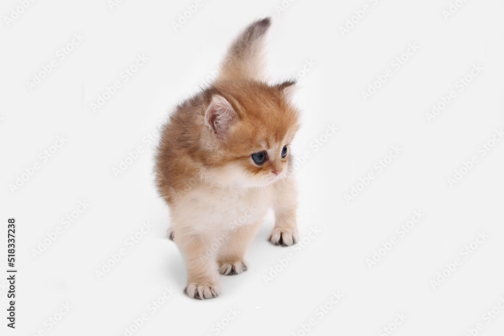 British longhair kitten on white background with green leaves. Golden chinchilla highlander. Cute fluffy kitten . Pets at cozy home. Top view web banner. Funny adorable pets cats. Postcard concept.