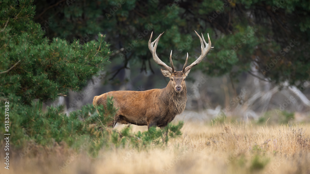Majestic red deer, cervus elaphus, looking to the camera in pine forest of Hoge Veluwe National Park, Netherlands. Stag with big antlers standing on dry grass. Male mammal watching in woodland.