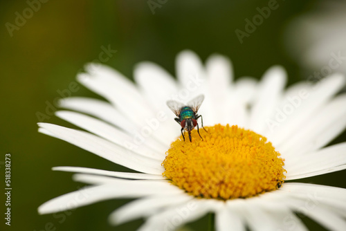 A greenbottle fly pollinating a white flower closeup. Macro details of a tiny blowfly insect feeding nectar from a daisy flowering plant during pollination in a backyard garden or green park