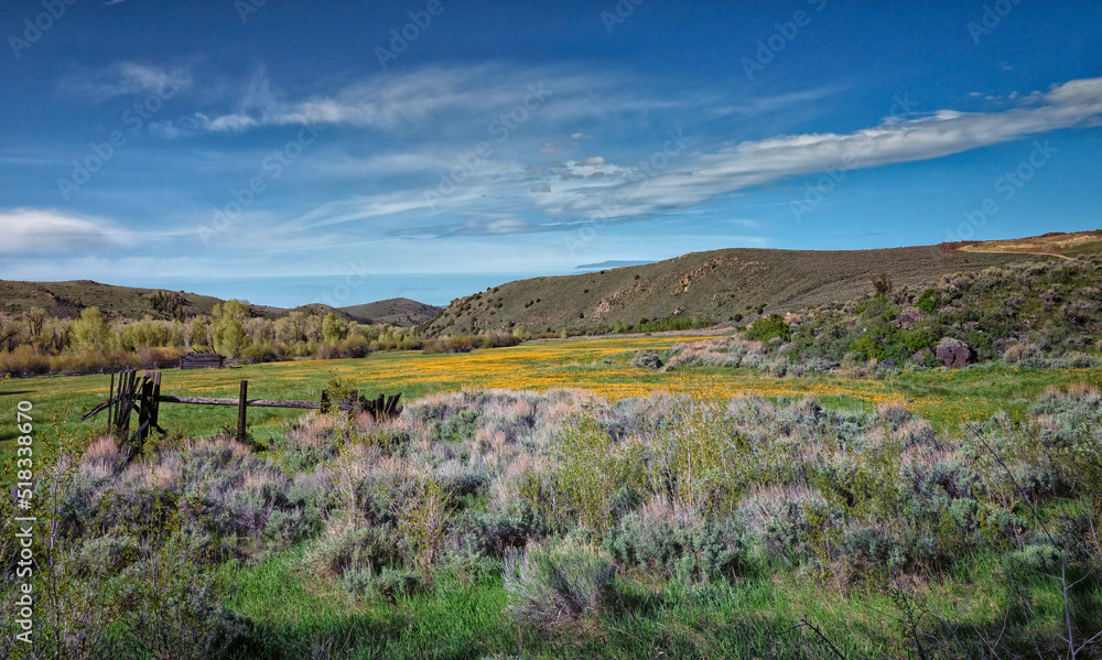 Field wildflowers in Wyoming, USA