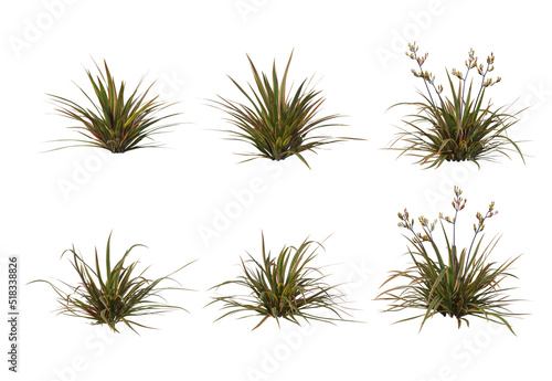 Plants and shrubs on a white background