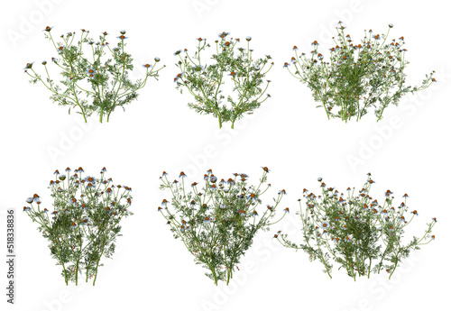 Plants and shrubs on a white background