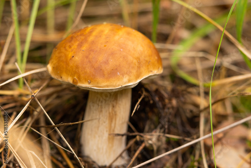 White mushroom growing in the autumn forest. Boletus. picking mushrooms