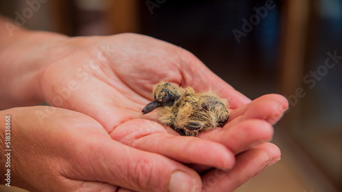 Breeding of woodpigeon in hands