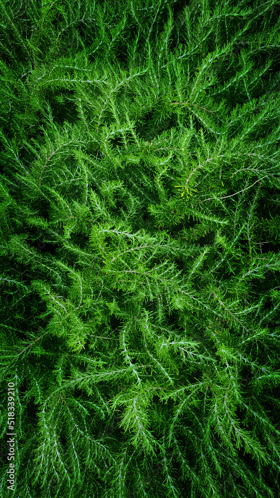 Abstract background of fluffy green shrub on tropical coast Abstract background of fluffy green shrub on tropical coast